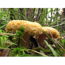 Мицелий Груздя синеющего / Груздь собачий (Lactarius repraesentaneus)